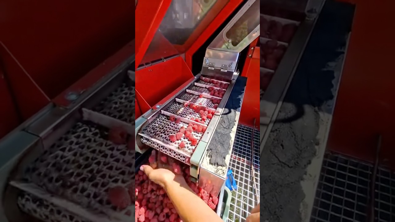 A raspberry-picking combine that's hands-free! 🚜 #farming #farmers #agriculture #raspberry #harve...