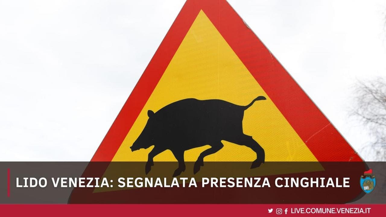 Lido di Venezia, il cinghiale al mare &egrave; gi&agrave; una star: due avvistamenti in cinque giorni