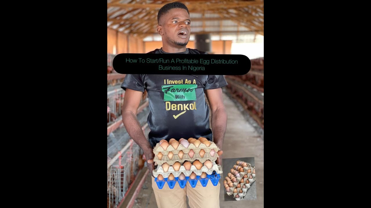 How To Start Small Scale Egg Distribution Business In Nigeria