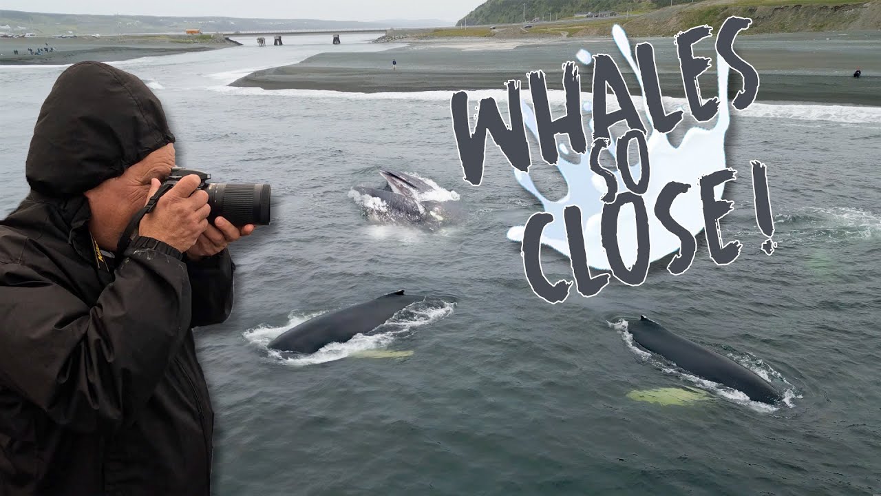 Closest You'll Get to Whales in Canada Not on a Boat!