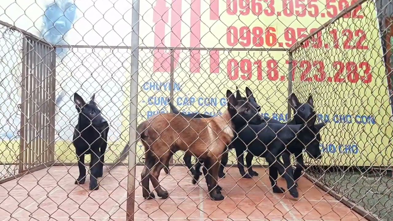 Báo giá bán chó Malinois đen tuyền dòng mexico hơn 2 tháng tuổi, khung gọng to cao