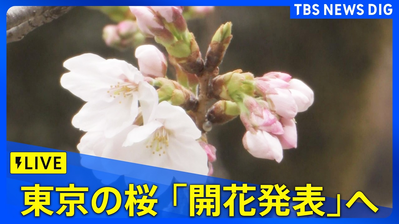 【リプレイ】東京の桜「開花発表」へ　靖国神社の標本木を気象庁職員が確認（2026年3月19日午後1時50分～ LIVE配信）｜TBS NEWS DIG