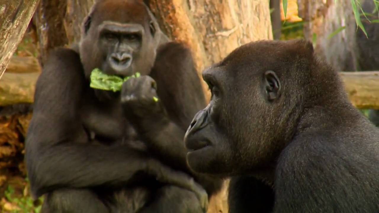 Feeding the Animals at the Smithsonian's National Zoo