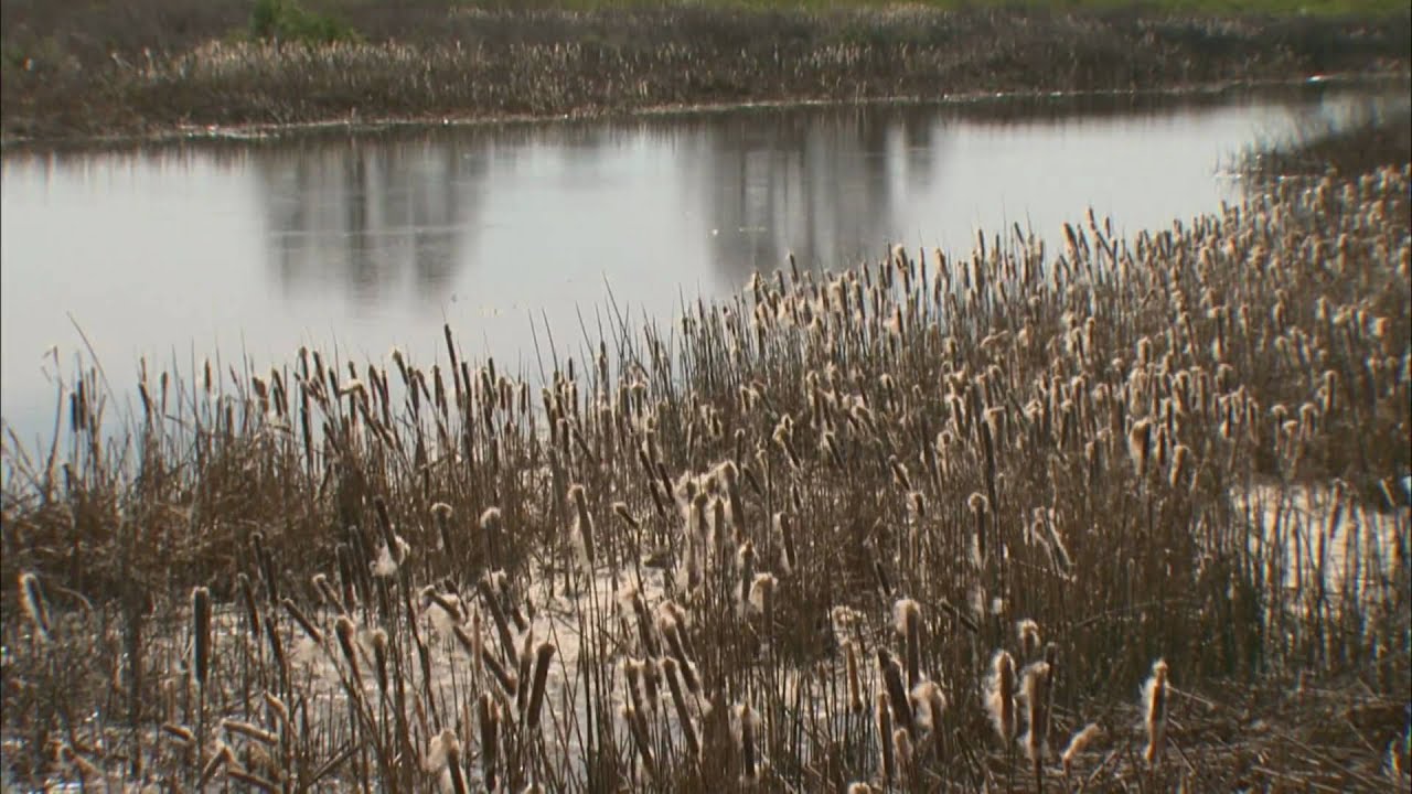 Restoration of the San Joaquin River - KQED QUEST