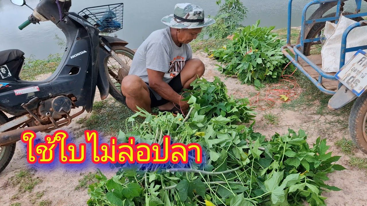 ล่อปลา ด้วยใบไม้ ใช้ใบไม้ล่อปลา - ตกปลา หาอยู่หากิน