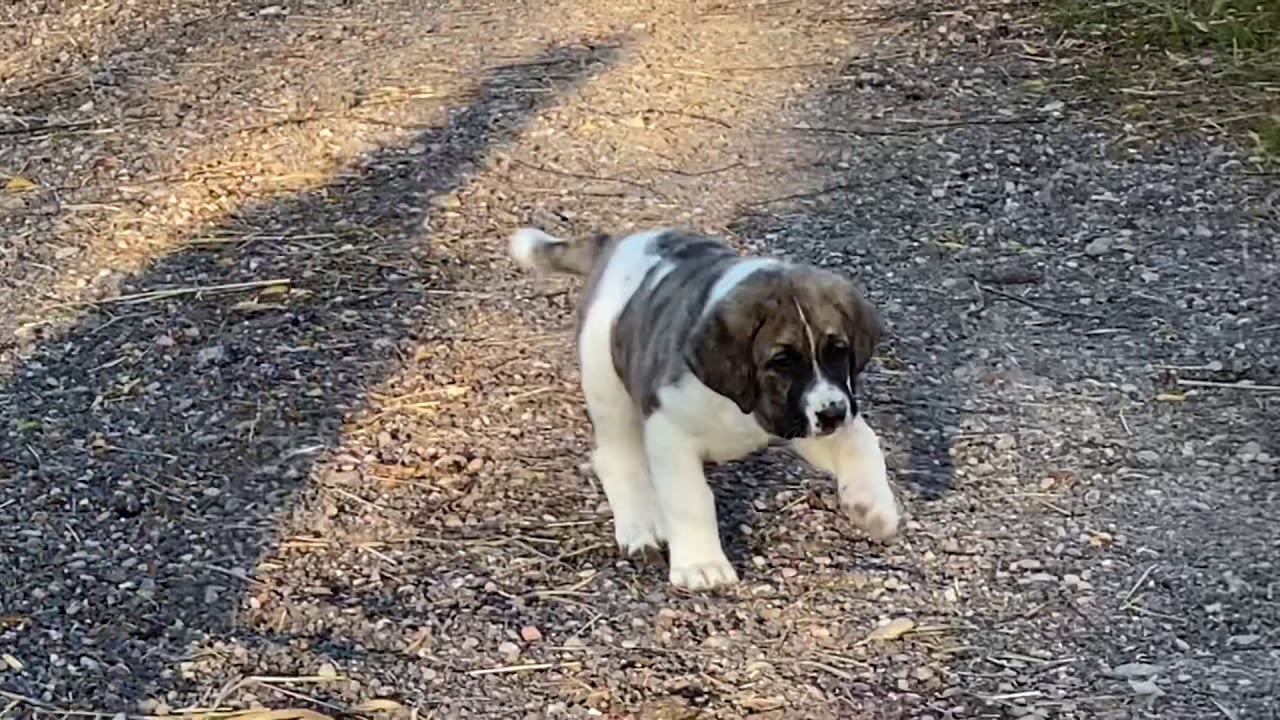 Rh&eacute;a du Haras du Paty - C&atilde;o de Gado Transmontano
