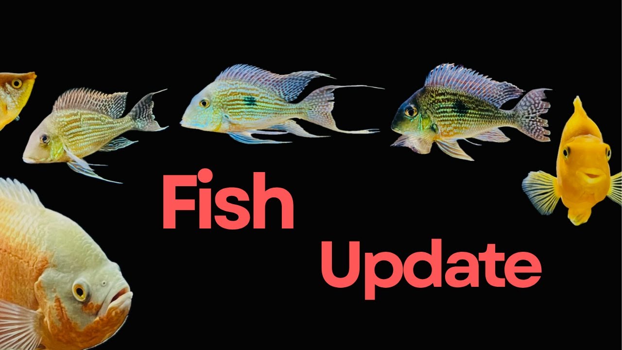 Fish Update
