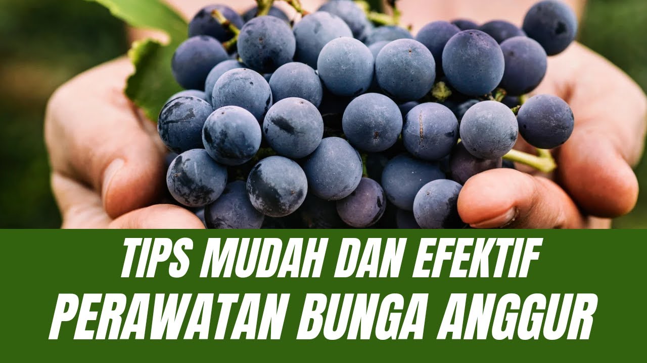 Cara Merawat Bunga Brokoli Anggur Dengan Mudah & Efektif. Tips Terbaik Untuk Kebun Anda. Rodi Ody