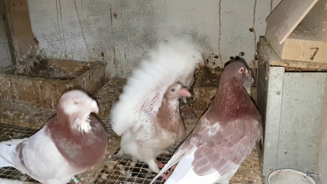 Como sacar pichones de palomas sin ser pareja