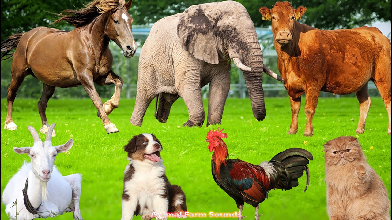 Happy Farm Animals: Pig, Chicken, Rabbit, Goat, Sheep, Cow, Horse, Deer, Cat – Animal Sounds
