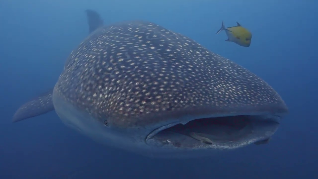 Galapagos Dive Safari 2023