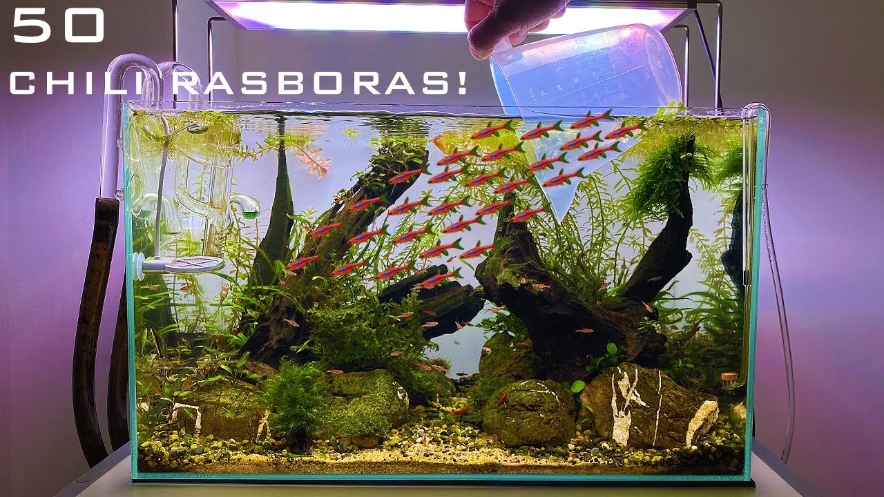 Adding 50 Chili Rasboras to my Planted Tank!