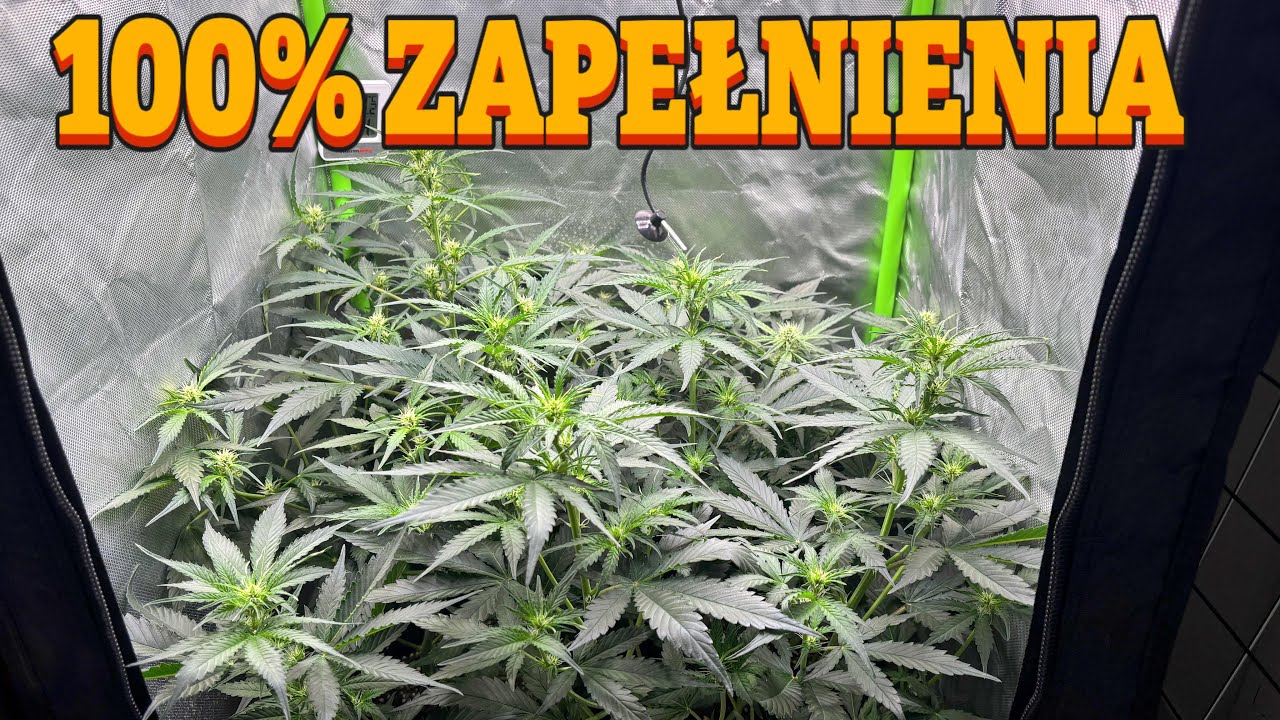 UPRAWA, HODOWLA MARIHUANY W DOMU. JAK TO ZROBIĆ ?