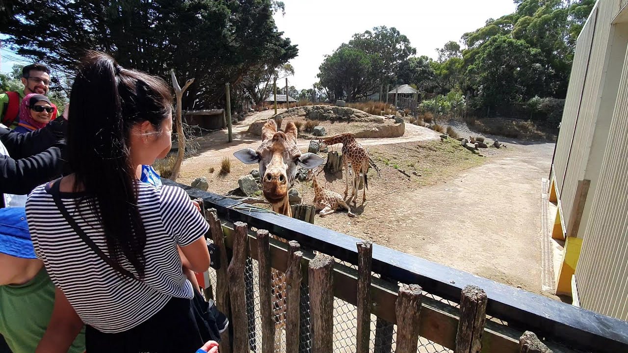 Wellington Zoo (NZ) February 29, 2020 Special Visit (after 10+ years)