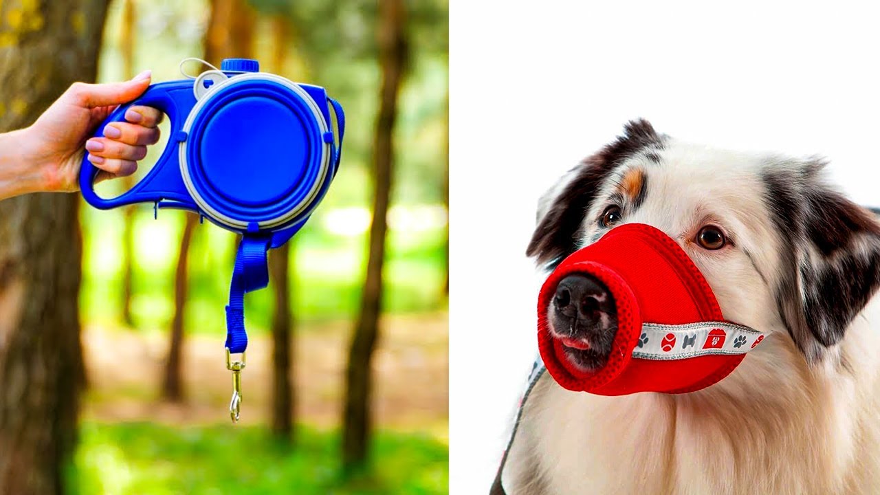 Amazing Gadgets For PETS That are Worth Buying