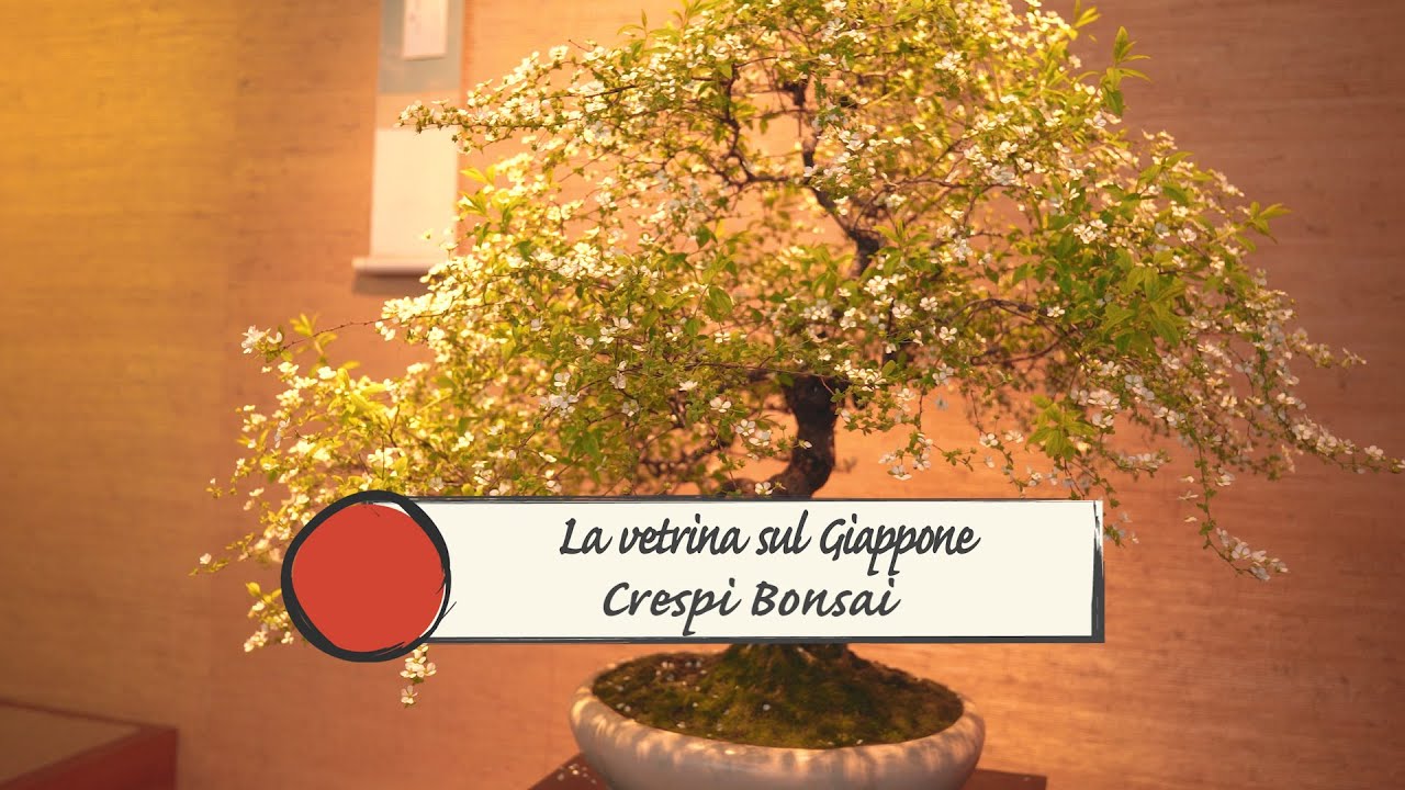 La vetrina sul Giappone: CRESPI BONSAI