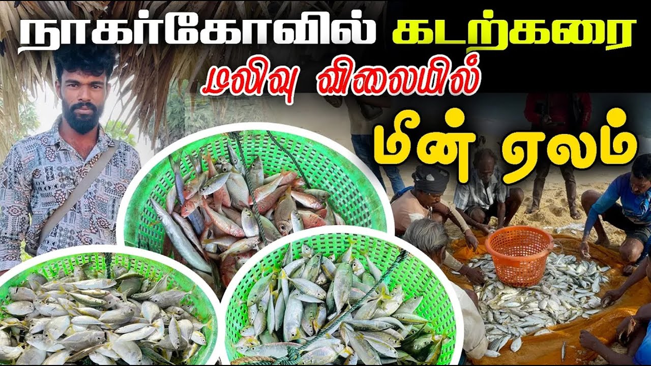 நாகர்கோவில் கடற்கரையில் கரைவலை பிடிபட்ட மீன்கள் மலிவு விலையில் ஏலம் விடப்பட்டன #fishing #jaffna