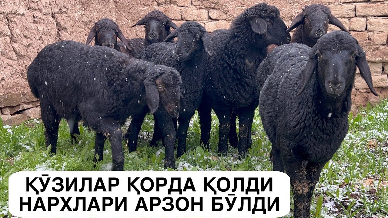 🤝СОТИЛГАН🤝 ҚӮЗИ НАРХИ СИНДИ. 
