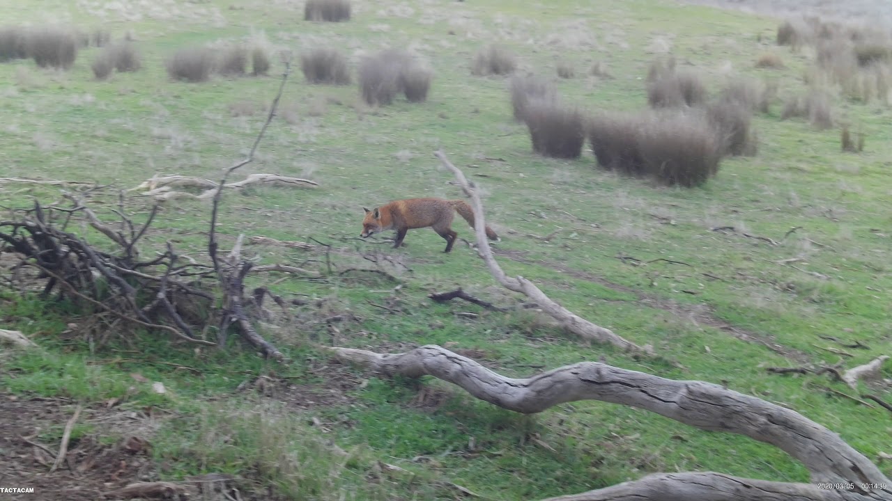 Quick fox whistle before dark with bow