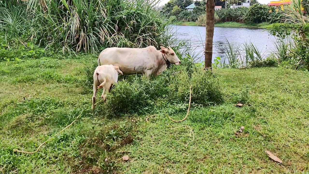White# Dwarf# Cows #Vechur#Vechoor #Desi# Cows#