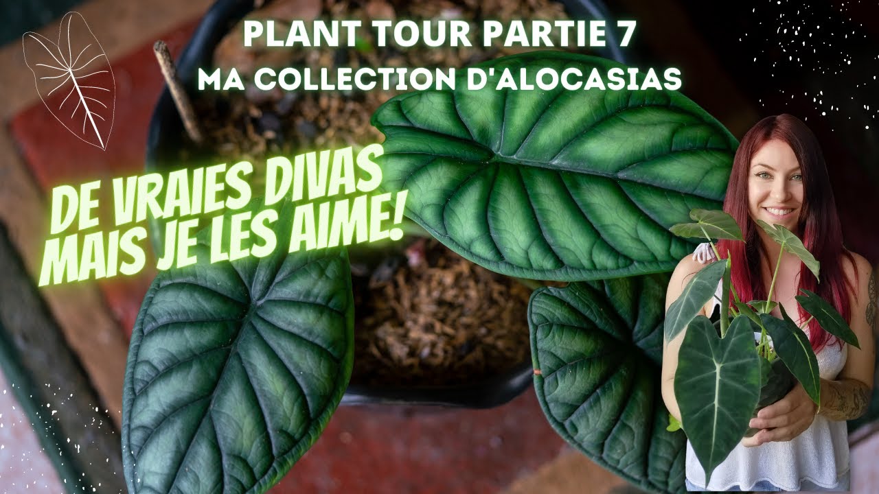 PLANT TOUR | épisode 7 - Ma collection d' #alocasia