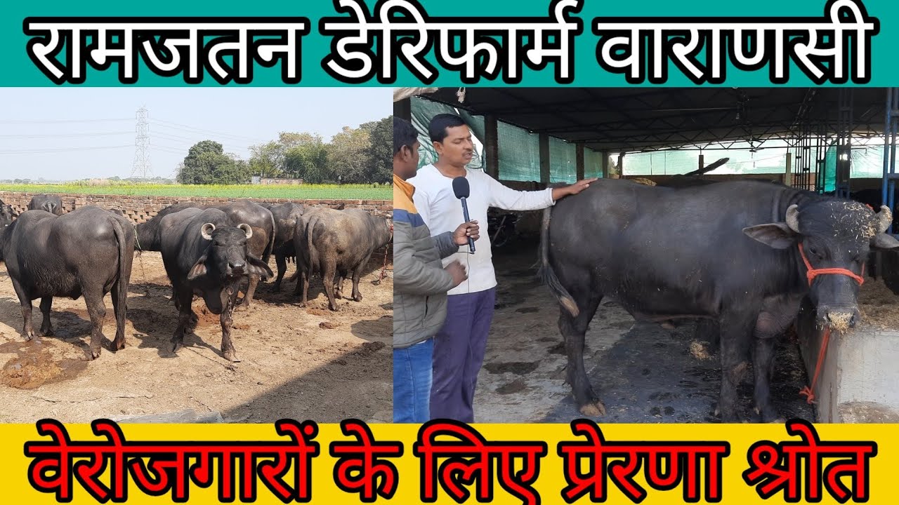 वाराणसी में डेरी फार्म,रामजतन यादव डेरी फार्म।##Ram jatan dairy farm varansi.##varansi me dairy farm