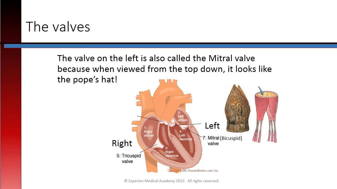 Phlebotomy Lesson 2.2 Heart Valves