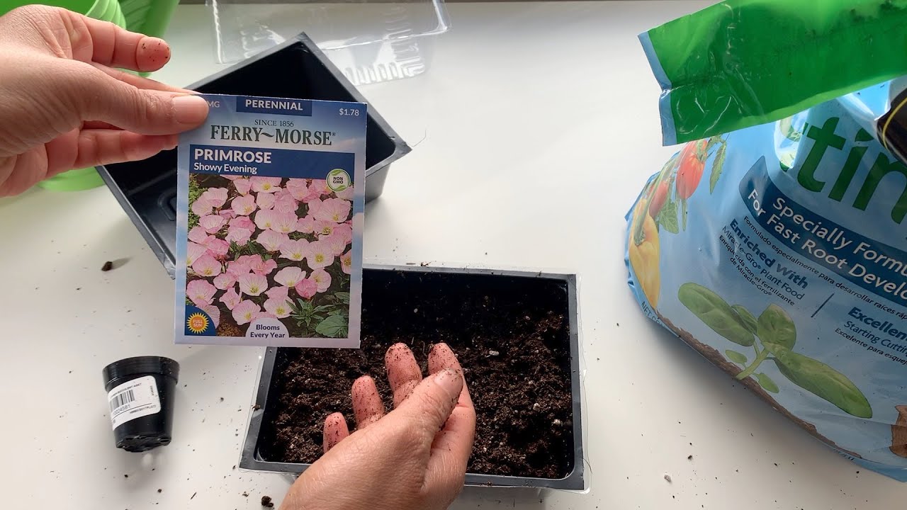 Starting Primrose Flower Seeds Indoors | Zone 5b