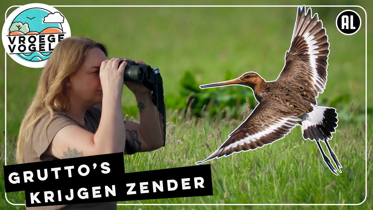 Grutto's krijgen zender | TV | Vroege Vogels