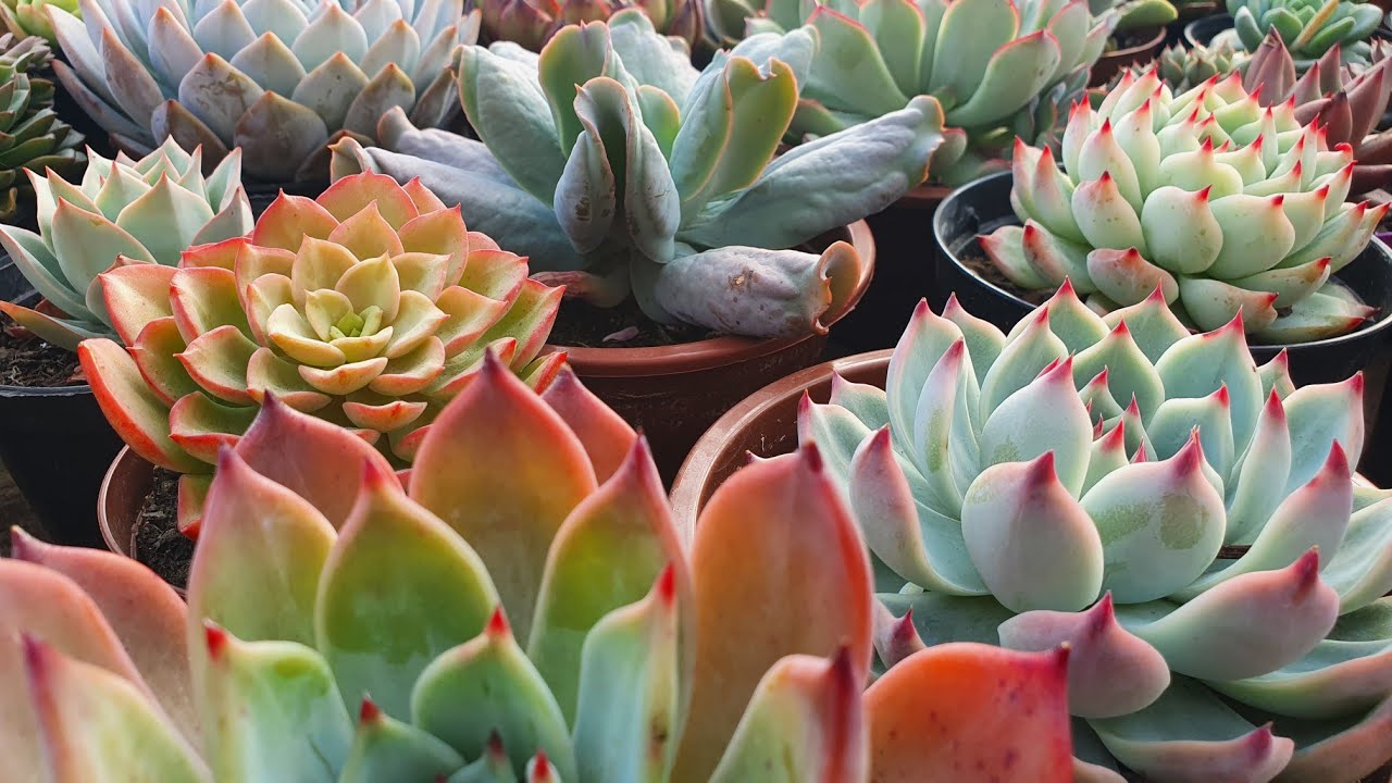 Identificações de Suculentas, várias espécies e dicas de cultivo. Whatsapp comercial (11) 91040 1248