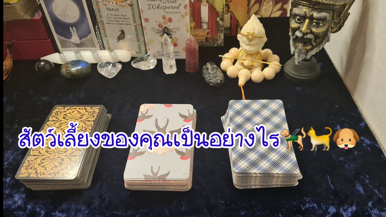 Pick a Deck  Ep.0 สัตว์เลี้ยงของคุณเป็นอย่างไร/อยากสื่อสารอะไร😊😻🦮