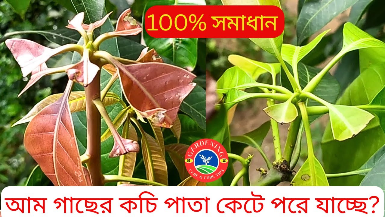 আম গাছের পাতা কাটা রোগ।কচি পাতা কাটা ও পোড়া রোগের সমাধান। পাতা কাটা পোকা উইভিল।Mango leaf cutting.