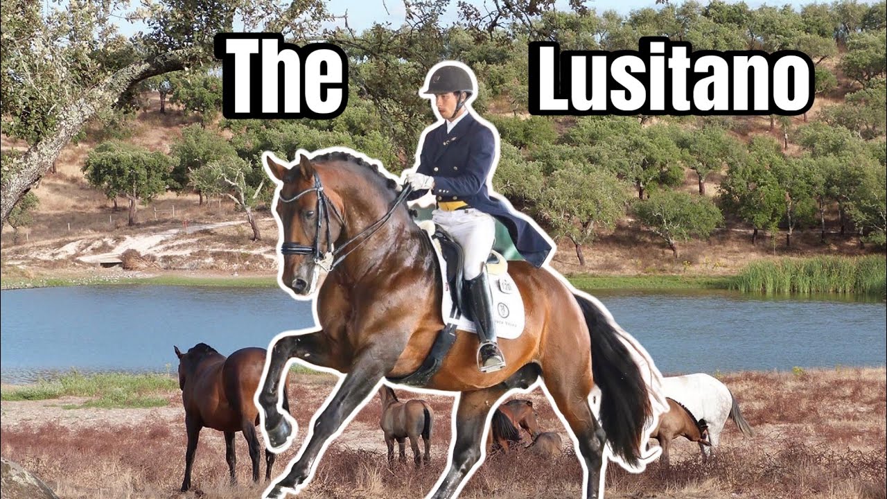 BREEDING THE BEST HORSES IN PORTUGAL