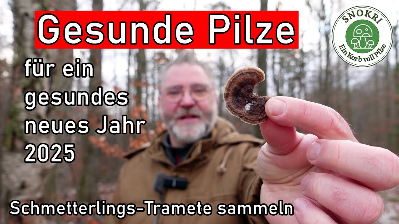 Gesund ins neue Jahr mit gesunden Pilzen - Schmetterlingstramete sammeln, erkennen, verarbeiten