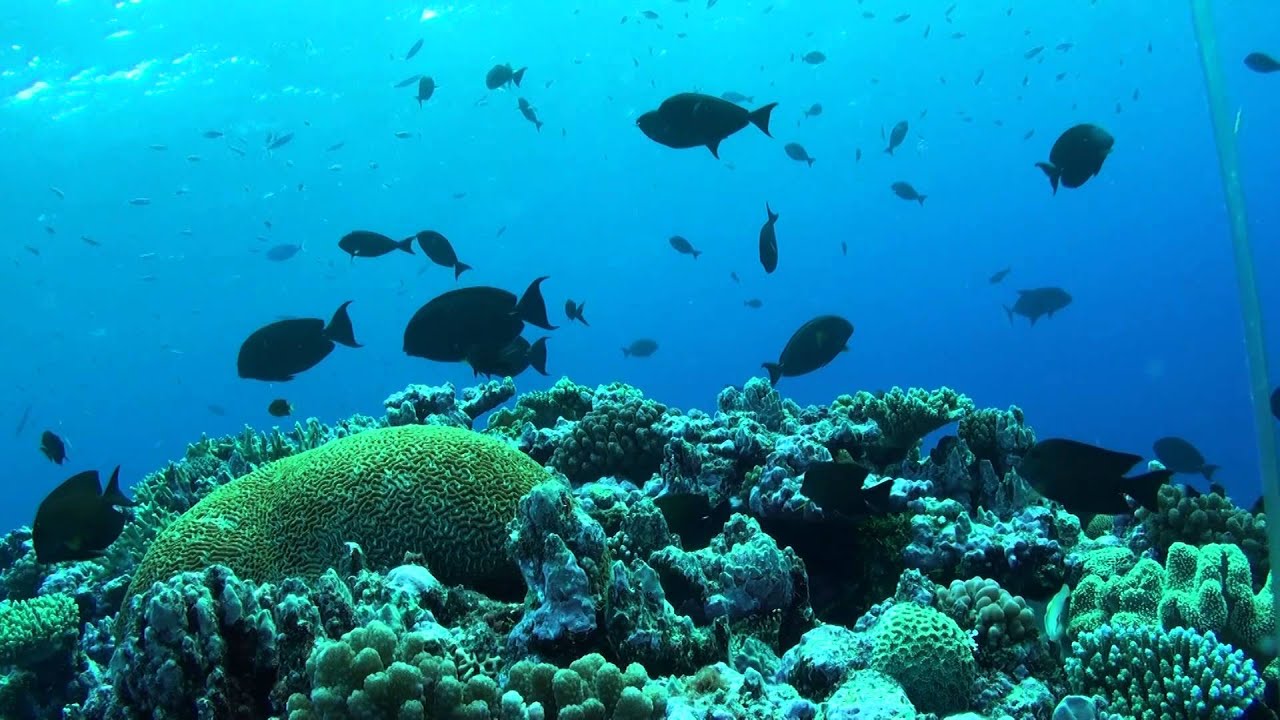 Les techniques vidéos d'observation du milieu marin (Staviro et Micado)