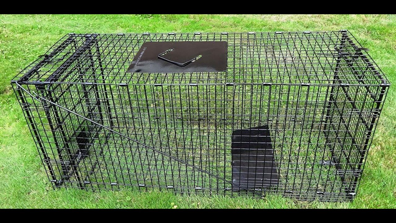 Humane Way Live Trap Assembly Tutorial
