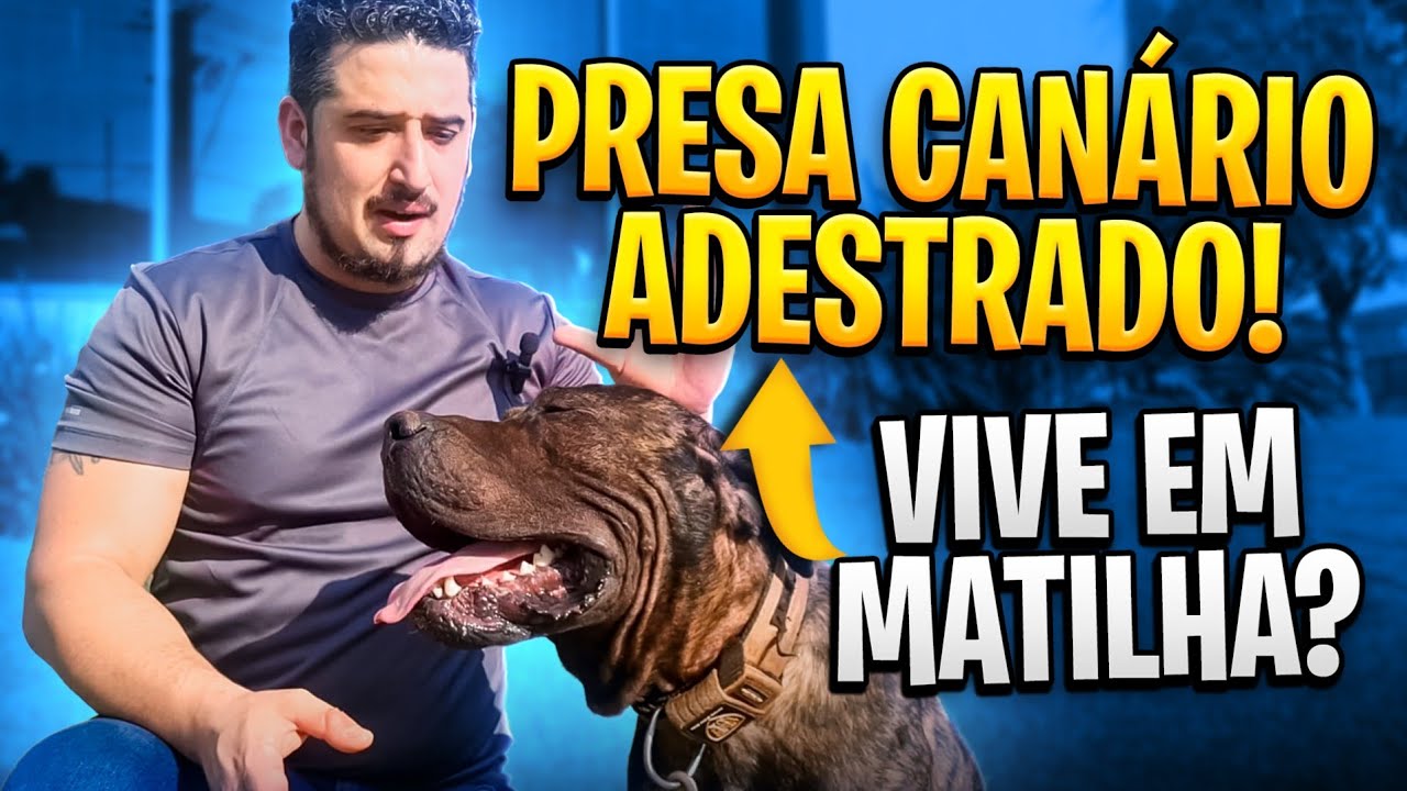 PRESA CANÁRIO ADESTRADO!