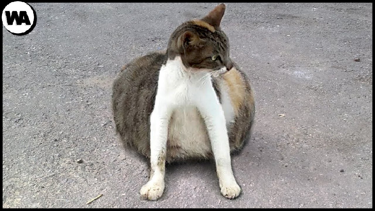 Si ves un Gato así, Llévate a tu Gato Inmediatamente de Allí