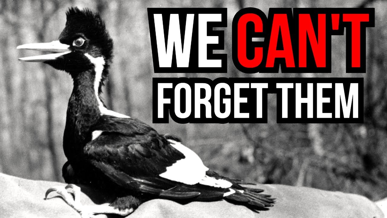 5 Extinct Animals That We Still Have Footage Of