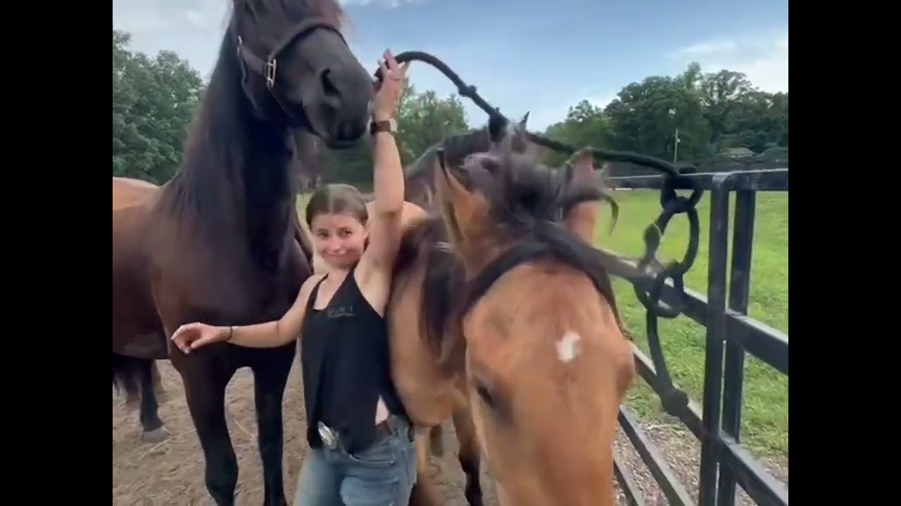 Feeding mares and foals at Legacy Sport Horses