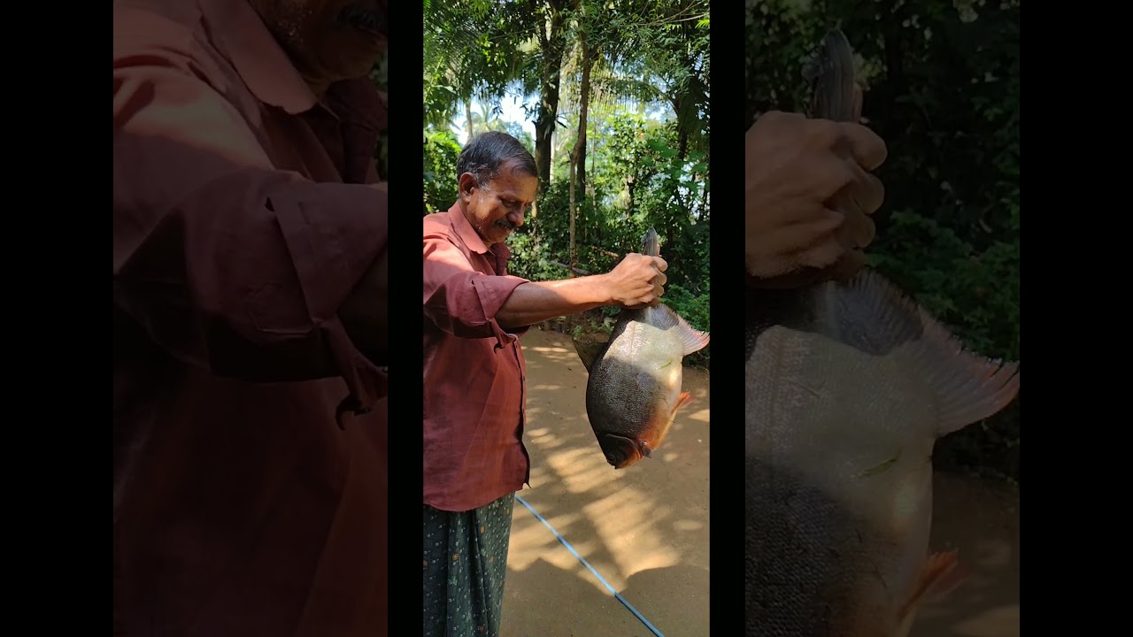2 1/2 kg Nutter Fish l Huge Size l രണ്ടര kg nutter മീൻ l ഒരു യമണ്ടൻ സാധനം