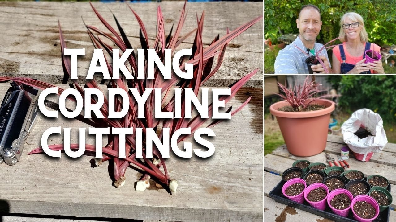 Taking Cordyline Cuttings (An Experiment) ✂️🌿
