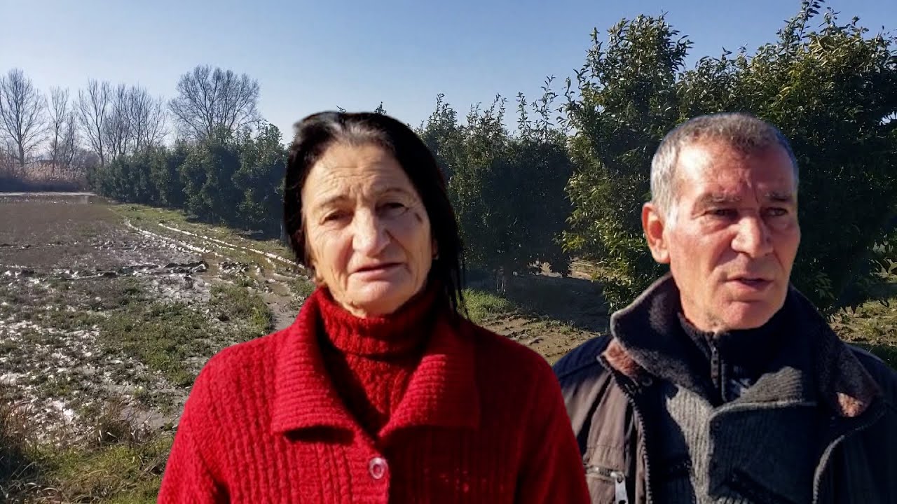 Dimal, plantacionet me agrume nën ujë, fermerët në kolaps: Prodhimi i kalb, duam dëmshpërblim