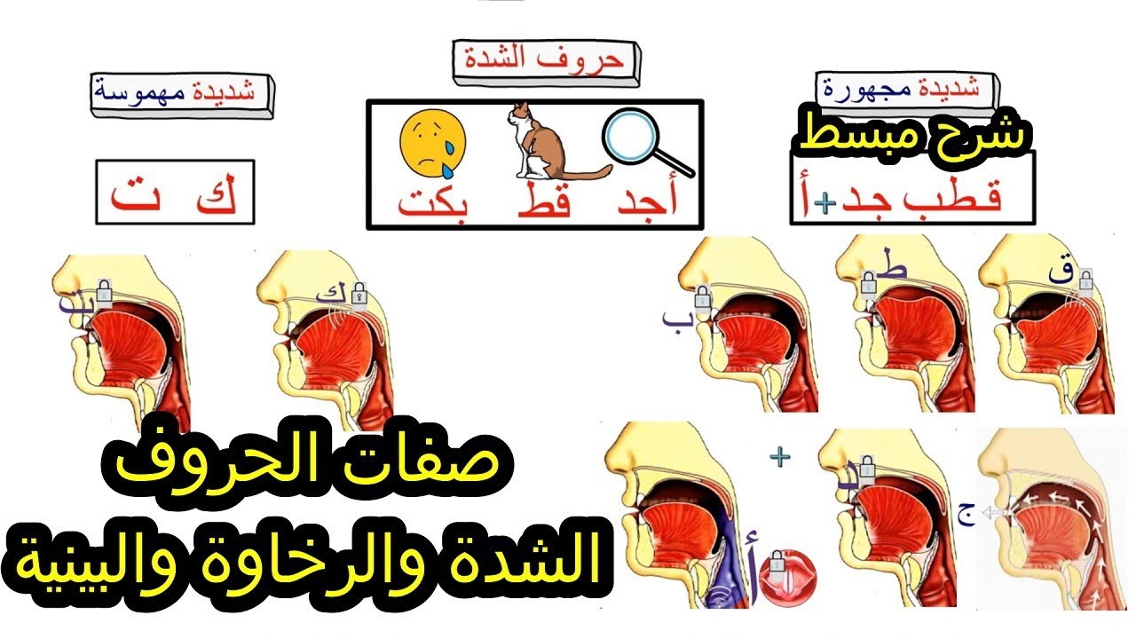 السر في زمن الحرف: لن تخلط بين الشدة والرخاوة والبينية بعد اليوم