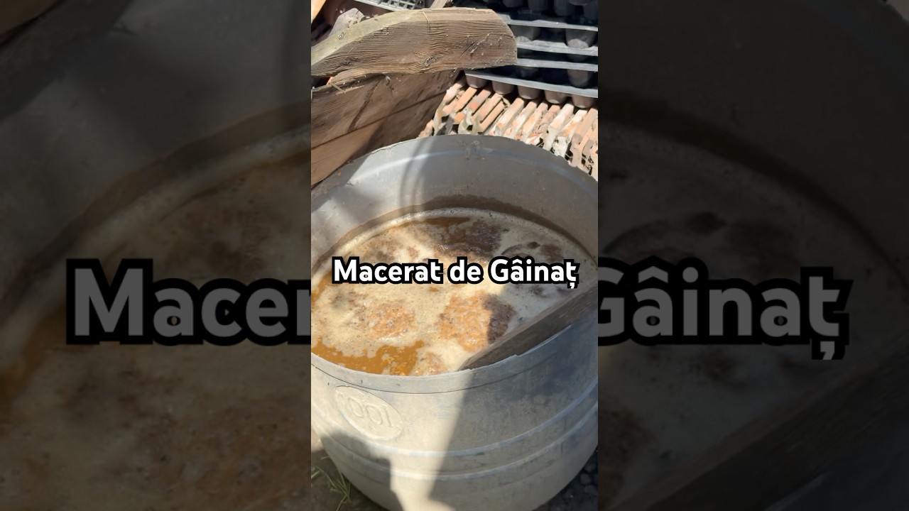 Maceratul de gâinaț 