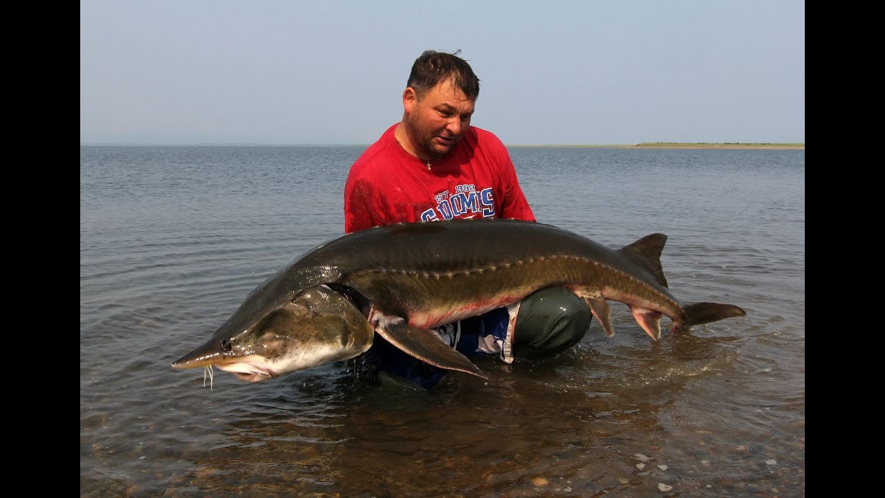 Ловля динозавров в Охотском море