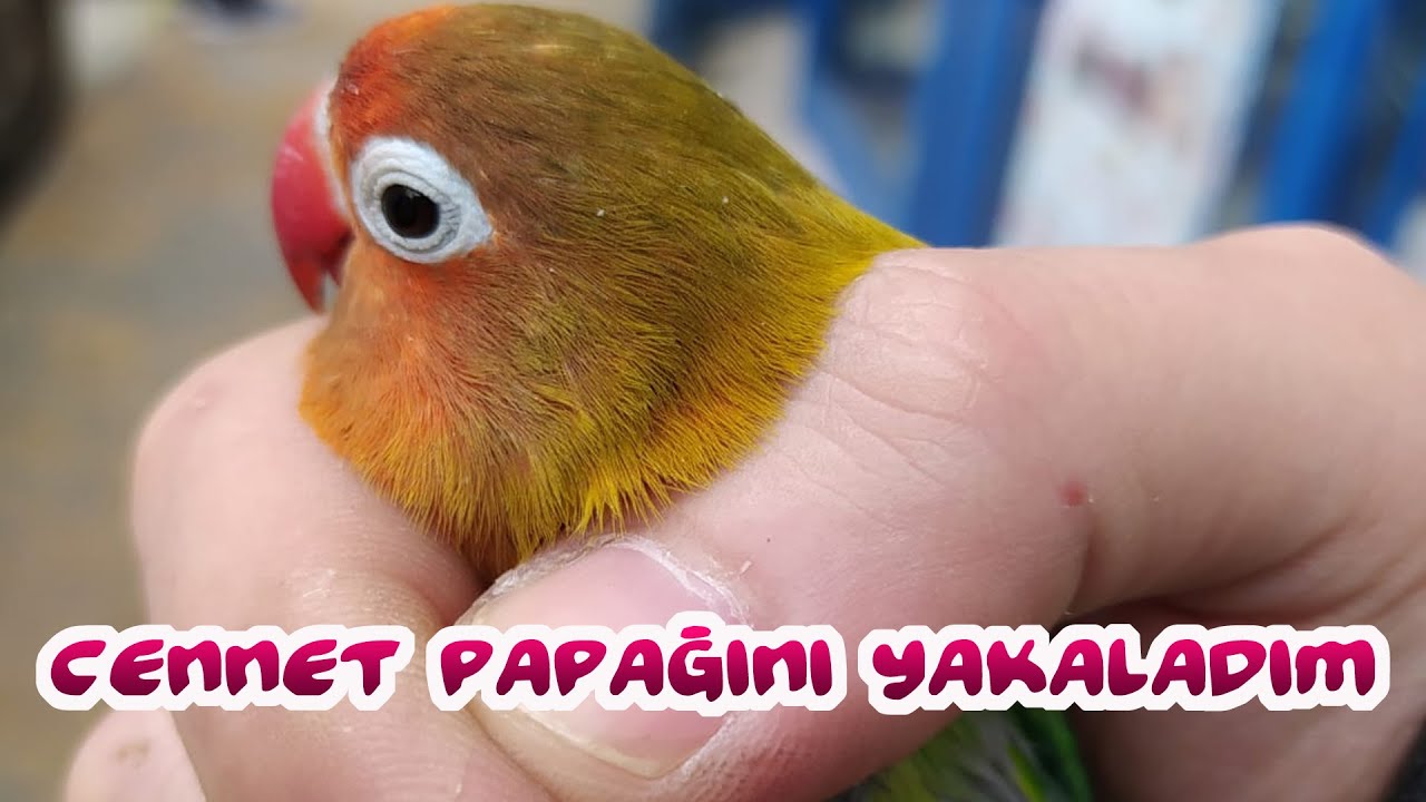 Sokakta Cennet Papağanı buldum l VLog