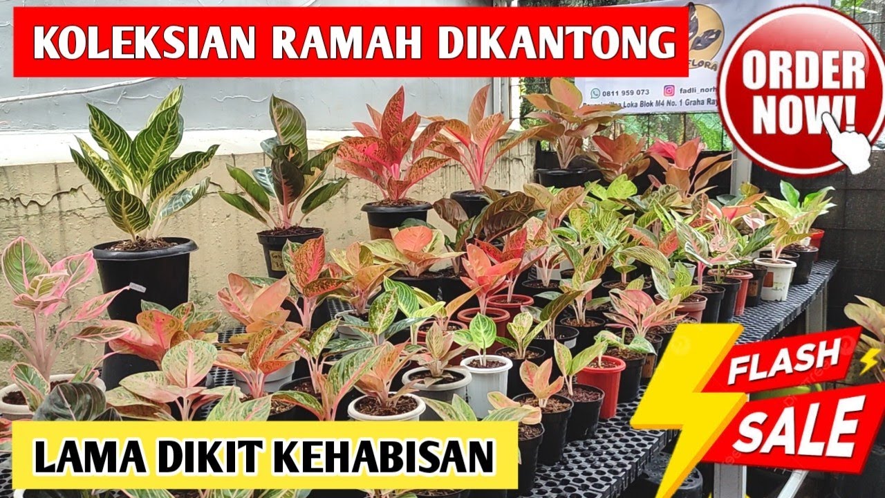 Aglonema Koleksian Ramah Dikantong‼️ Stok Terbatas, Lama dikit kehabisan ~ 95