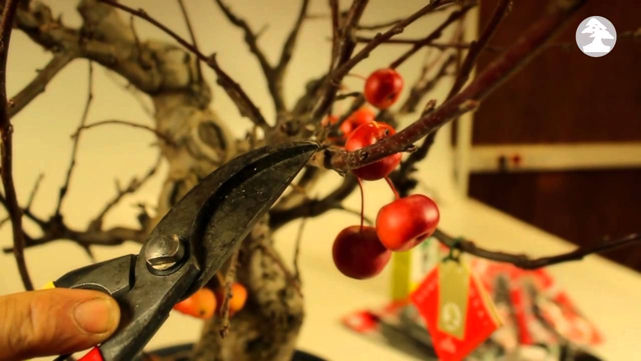 Mistral Bonsai - Podas de invierno - prebonsái manzano