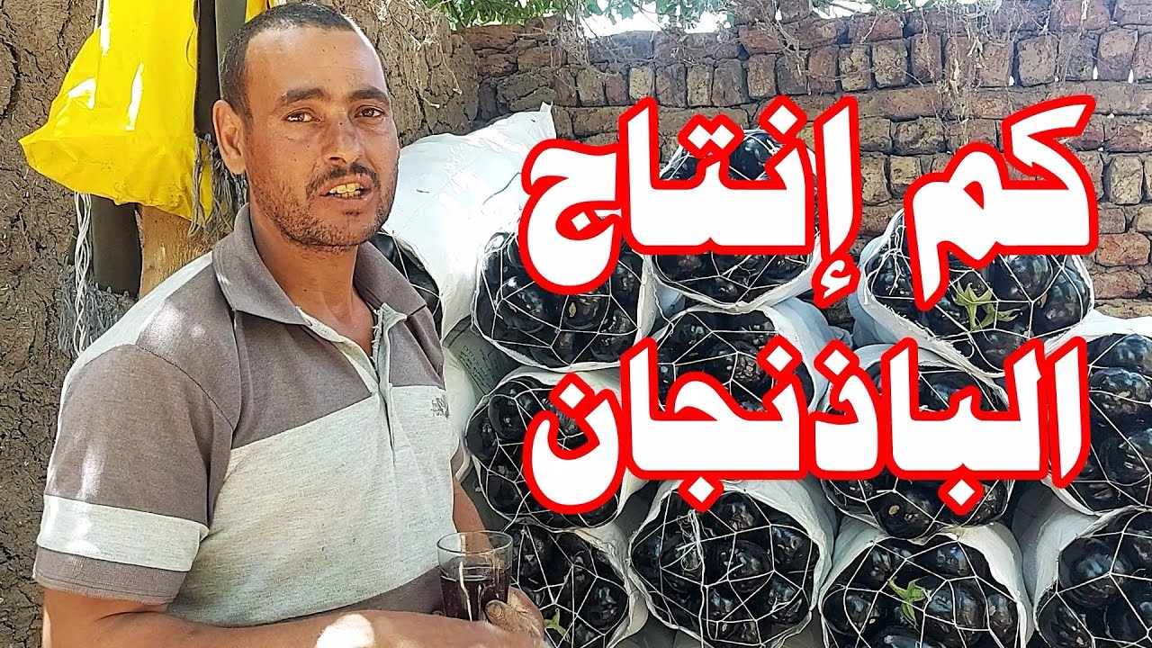كم طن ينتج فدان الباذنجان ☝الانتاج والارباح في زراعة الباذنجان ☝